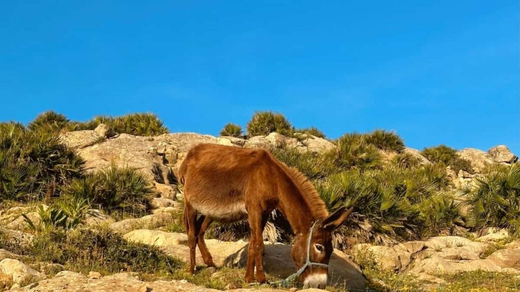 Frabrar hugmyndir um hvernig islenskir auglysendur finna og vinna me Algeria Moj skapurum til a koma nyjum logum a framfri.