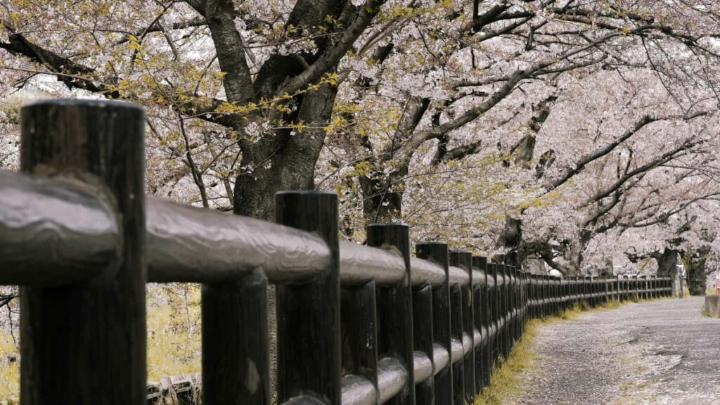 Leiarvisir fyrir islenska auglysendur: hvernig finna skapara ur Chile sem nota Hulu-straum til a samtta voruskilabo i lifandi utsendingum.