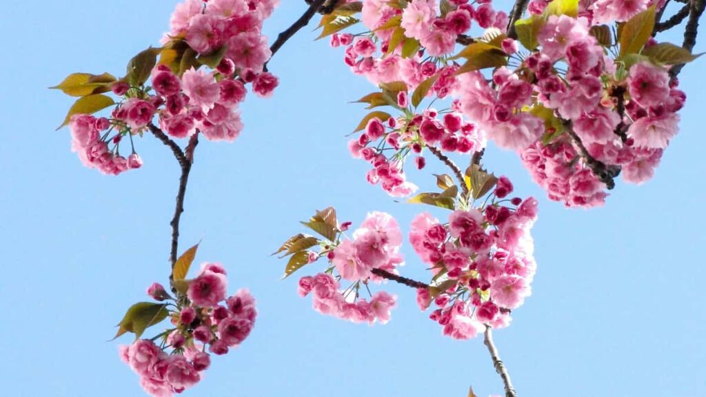 Leiarvisir fyrir islenska auglysendur: hvernig finna japanska skapara a Lazada til a keyra APP-niurhol me ahrifavoldum. Praktisk skref, gagnasamanbur og inner tips.