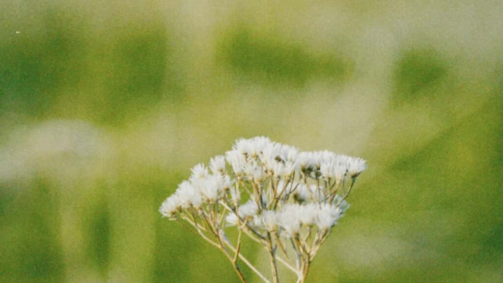 Hagnyt leiarvisir fyrir islenska auglysendur um hvernig finna nigerisku Disney+ skopunarfolki til a kynna vellianarrutinur me ahrifavoldum.