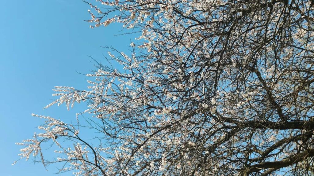 Leiarvisir fyrir islenska skapendur um hvernig na til iranskra vorumerkja a Pinterest til a halda lifandi vorusyningar; aferir, tkni, ahtta og praktisk skref.