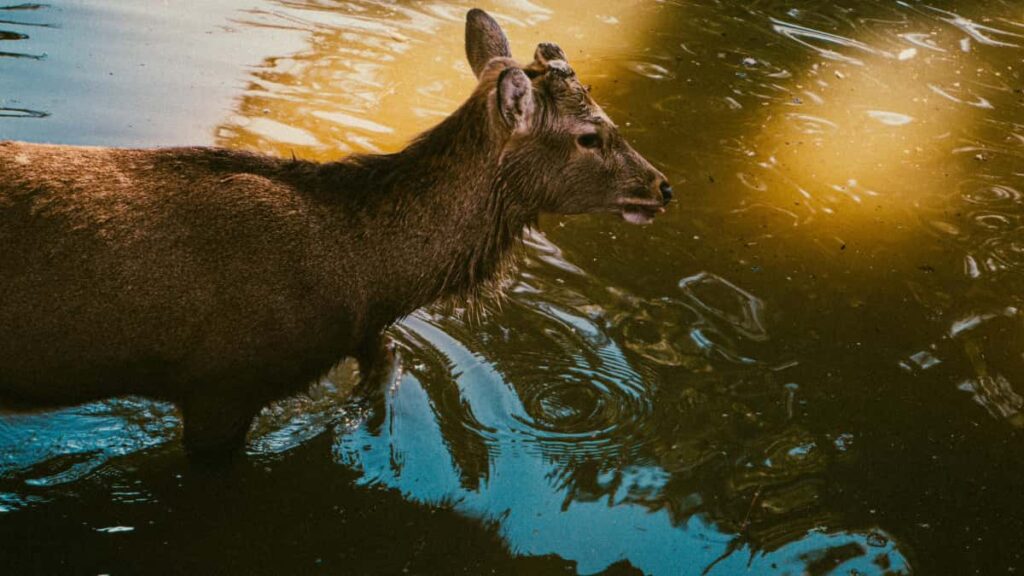 Hagnyt leiarvisir fyrir islenska auglysendur um hvernig a a finna og virkja Apple Music skapara i Katar til a auka vorumerkjavitund.