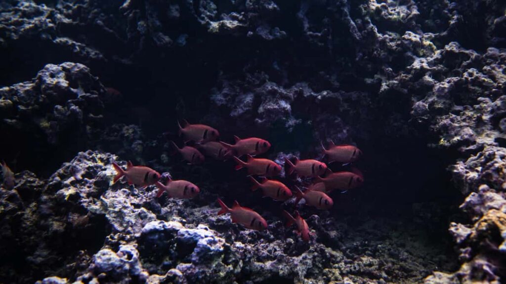 Leiarvisir fyrir islenska auglysendur: hvernig greina, nalgast og samstarfa vi WhatsApp-ahrifavalda i Sadi-Arabiu til a roa voru-linur me topp skopunarfolki.