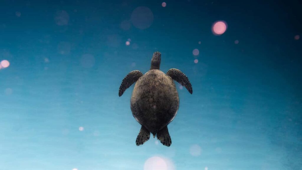 Leiarvisir fyrir skapara fra Islandi: hvernig na til filippseyskra vorumerkja tengdra HBO Max og fa okeypis synishorn me rettri nalgun.