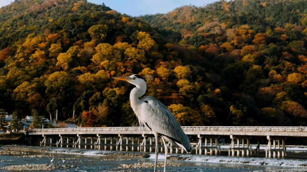 Leiarvisir fyrir islenska auglysendur: hvernig finna og virkja Bulgaria Line creators til a keyra ahrifamiklar, sjalfbrnimiaar herferir.